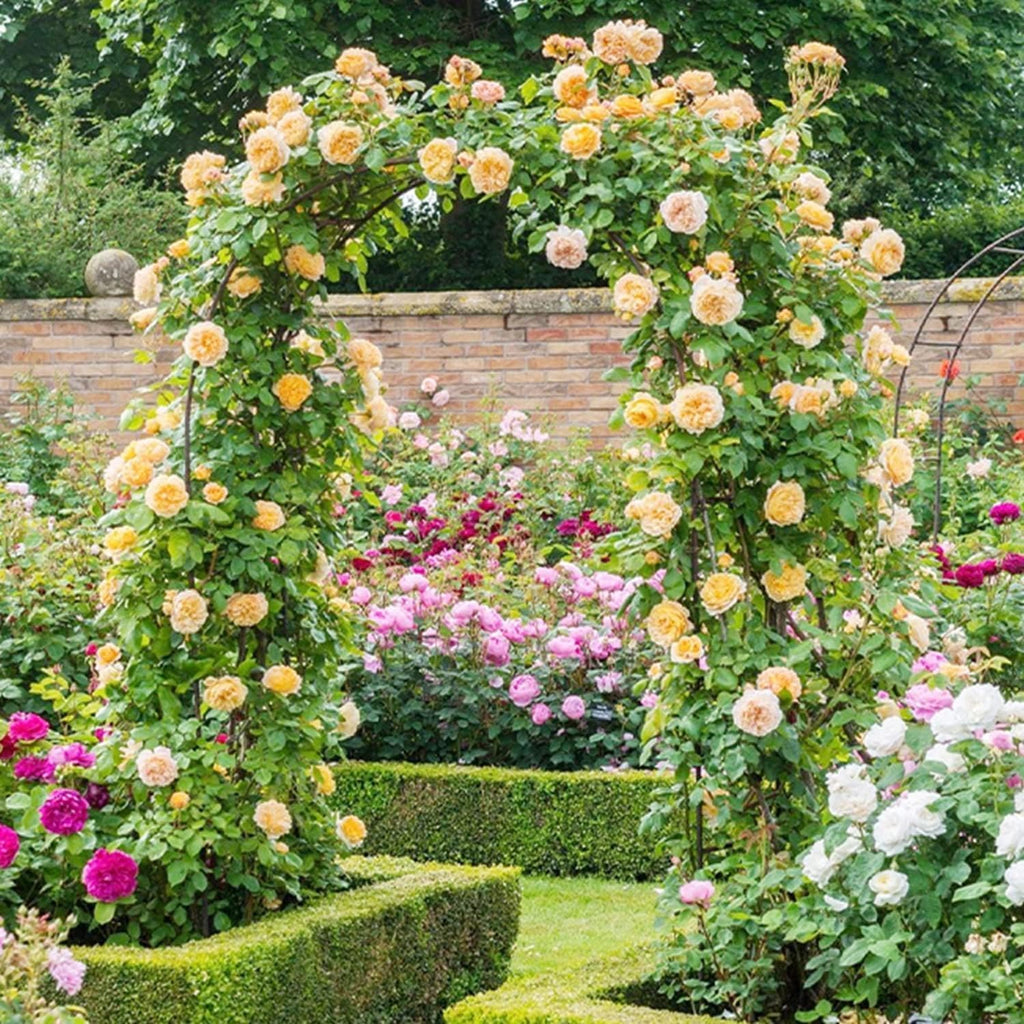 Garden Rose Arch, Pergola Garden Pavilion, Indoor and Outdoor Wedding Party Decoration, with A Pair of Rattan Boxes